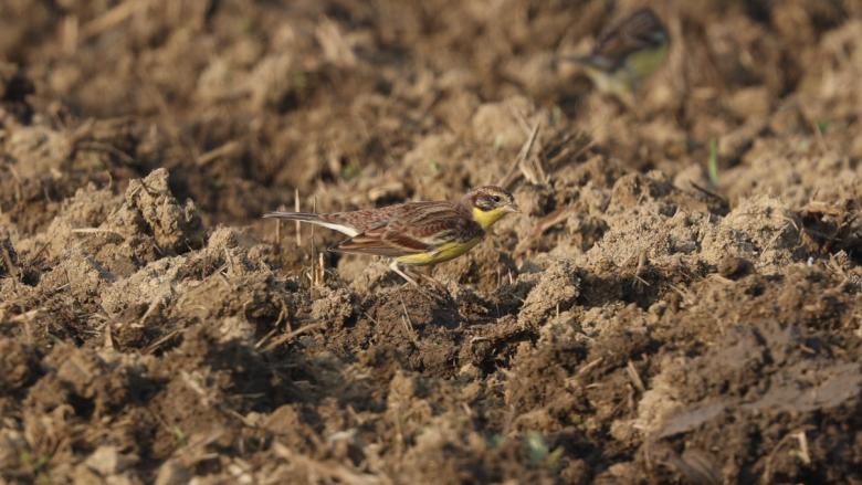 鸟人图鉴│守护稻田里的精灵，甄军寻找黄胸鹀