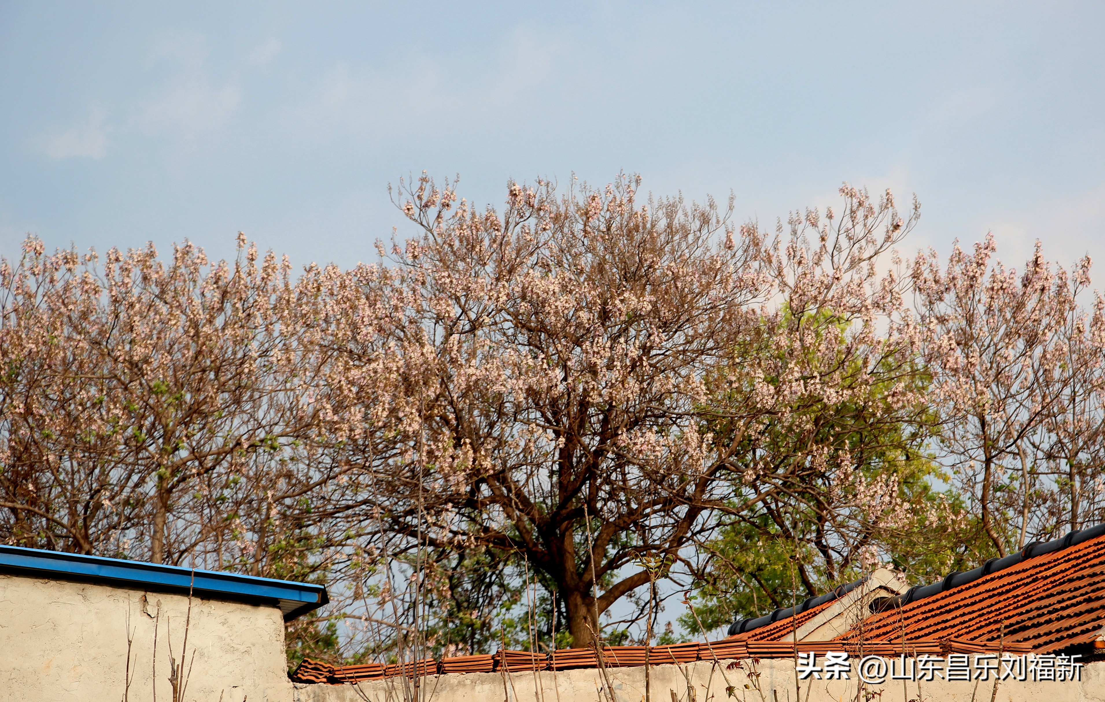 洋槐花·万马奔腾电器·鄌郚医院贴膏药