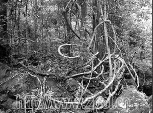 知青回忆青春岁月,知青回忆橡胶林