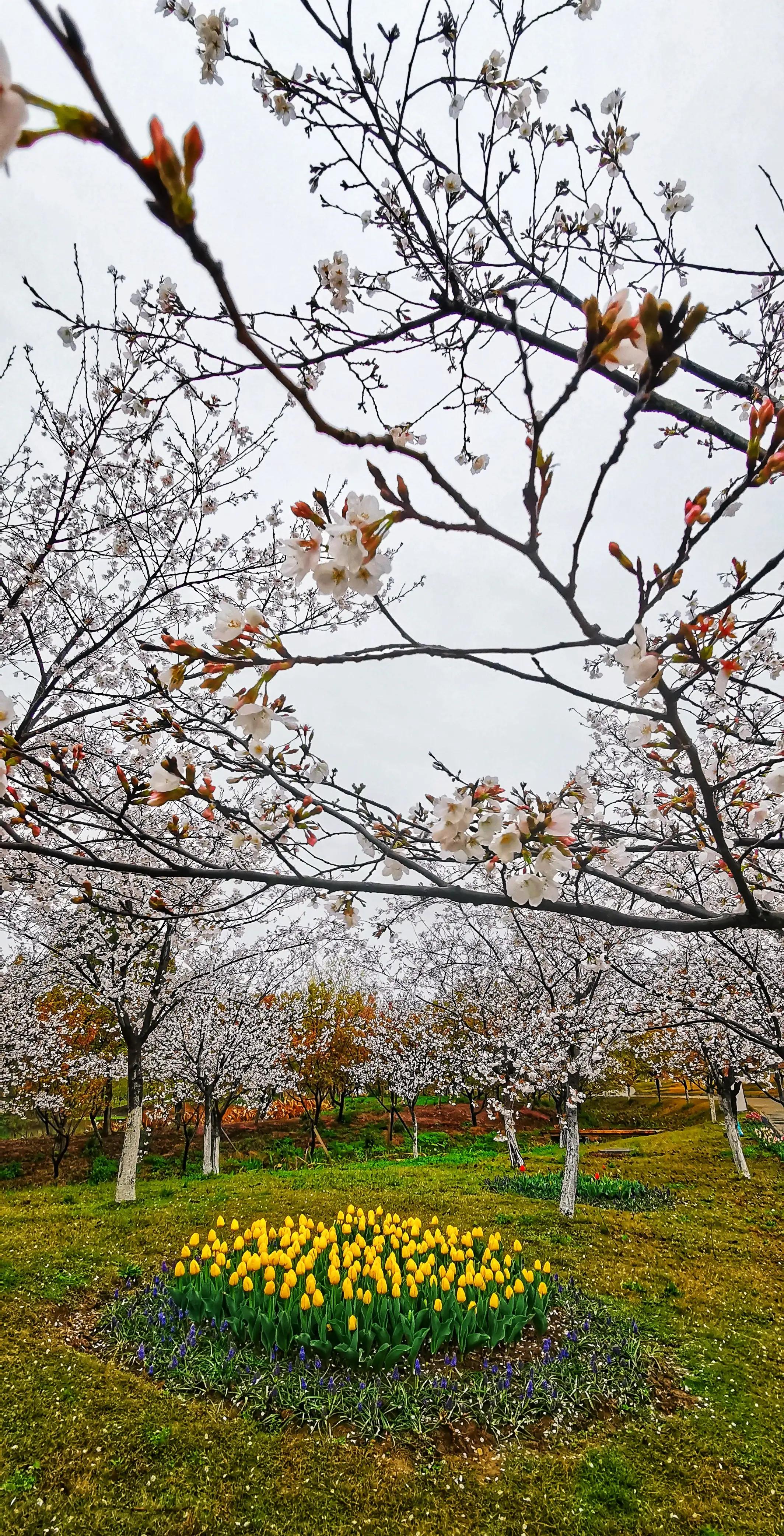 湖北宜昌花海赏花,枝江同心花海四月有什么花