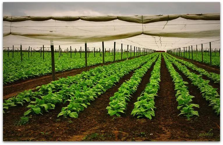 全球no.1顶级雪茄最贵的价格,782万的雪茄