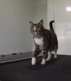 如何判断猫咪胖瘦,摸猫咪哪里判断胖瘦