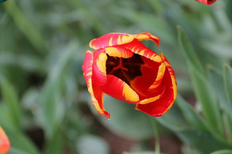 二十四节气与天文历法,二十四节气属于什么历法