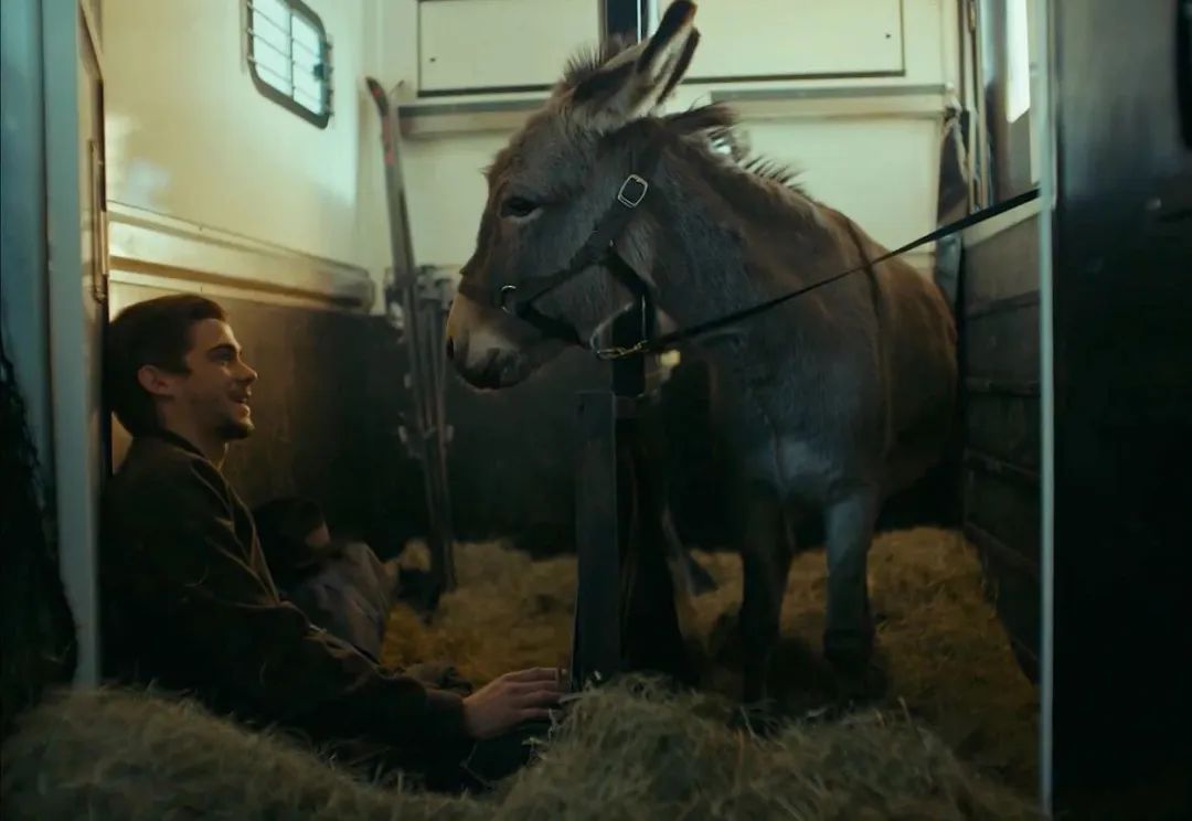 关于驴的电影大全,关于驴的电影解说