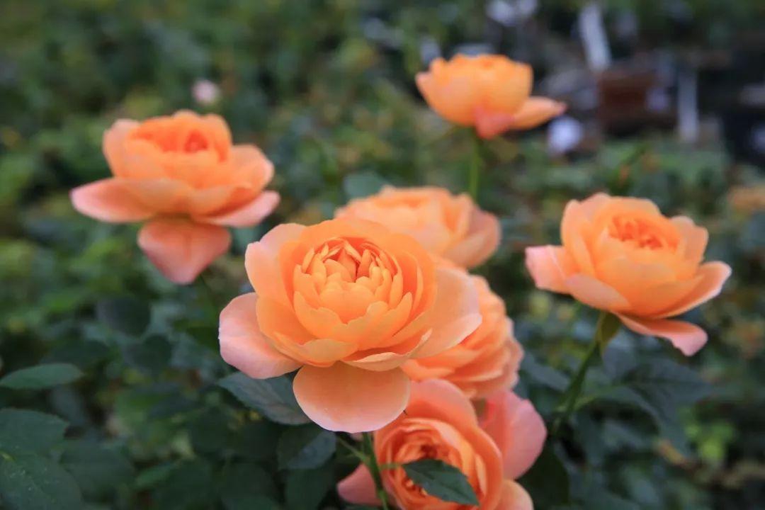 最值得养的大花微月,微月最耐寒好养的品种有哪些