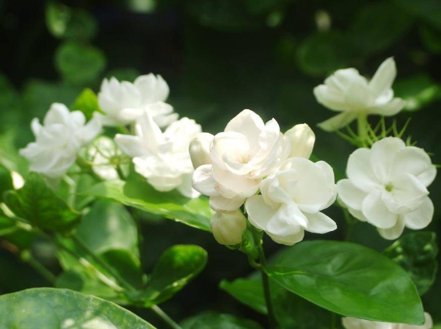 适合冬季喝的12种花茶功效,花茶黑茶绿茶红茶哪种解春困