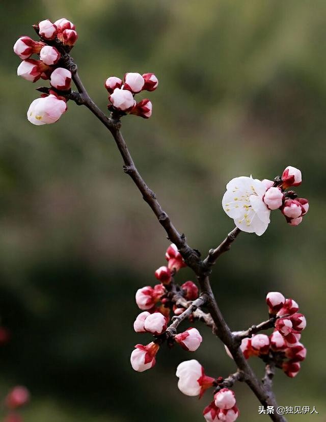 散与群芳自在春：许你一场诗词里的春暖花开，每一朵都惊艳了春天