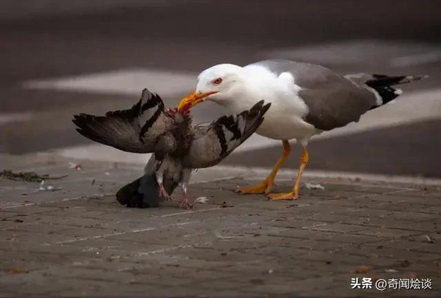 凶残的动物捕猎现场,盘点动物捕猎瞬间的迷惑行为