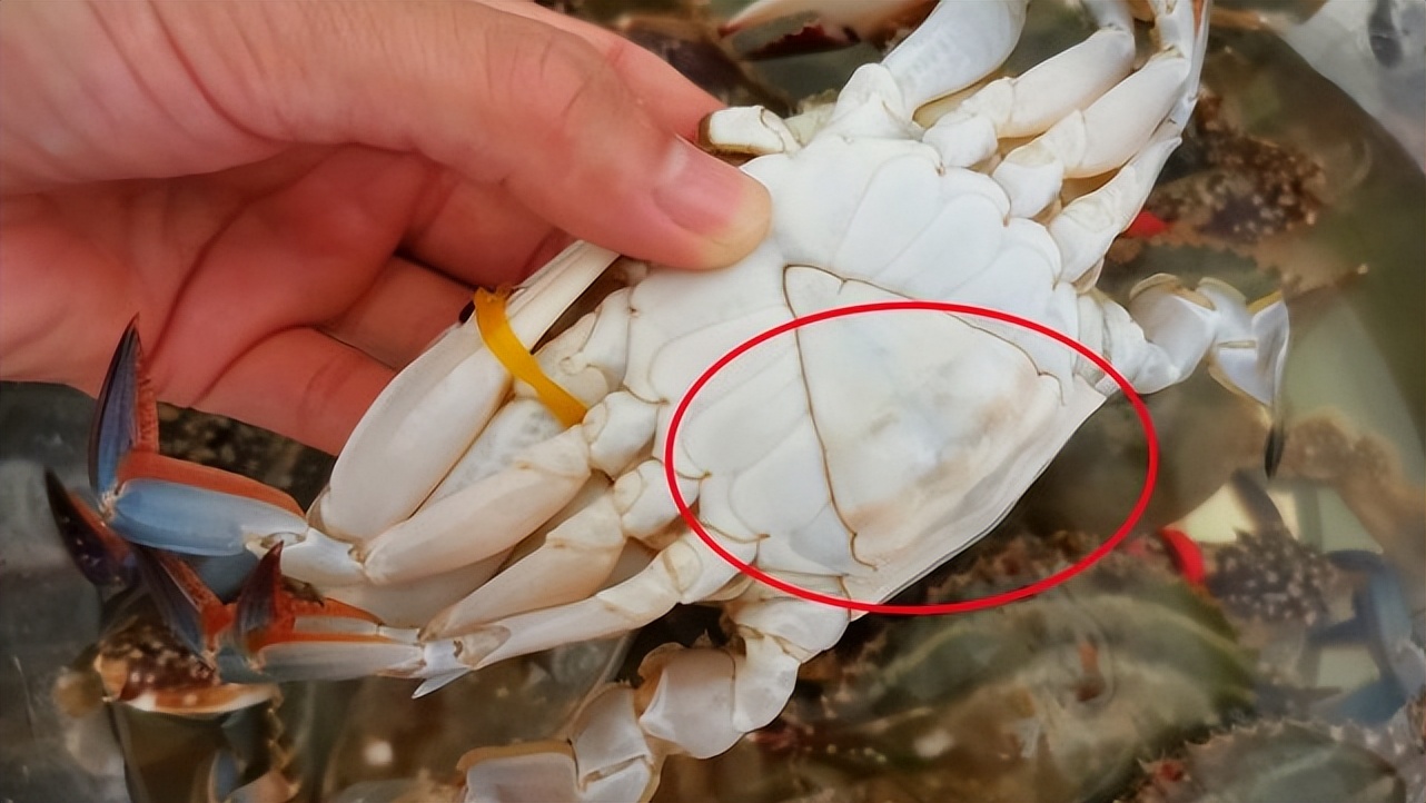 螃蟹怎么挑才好又肥又大,活螃蟹怎么挑选肥美