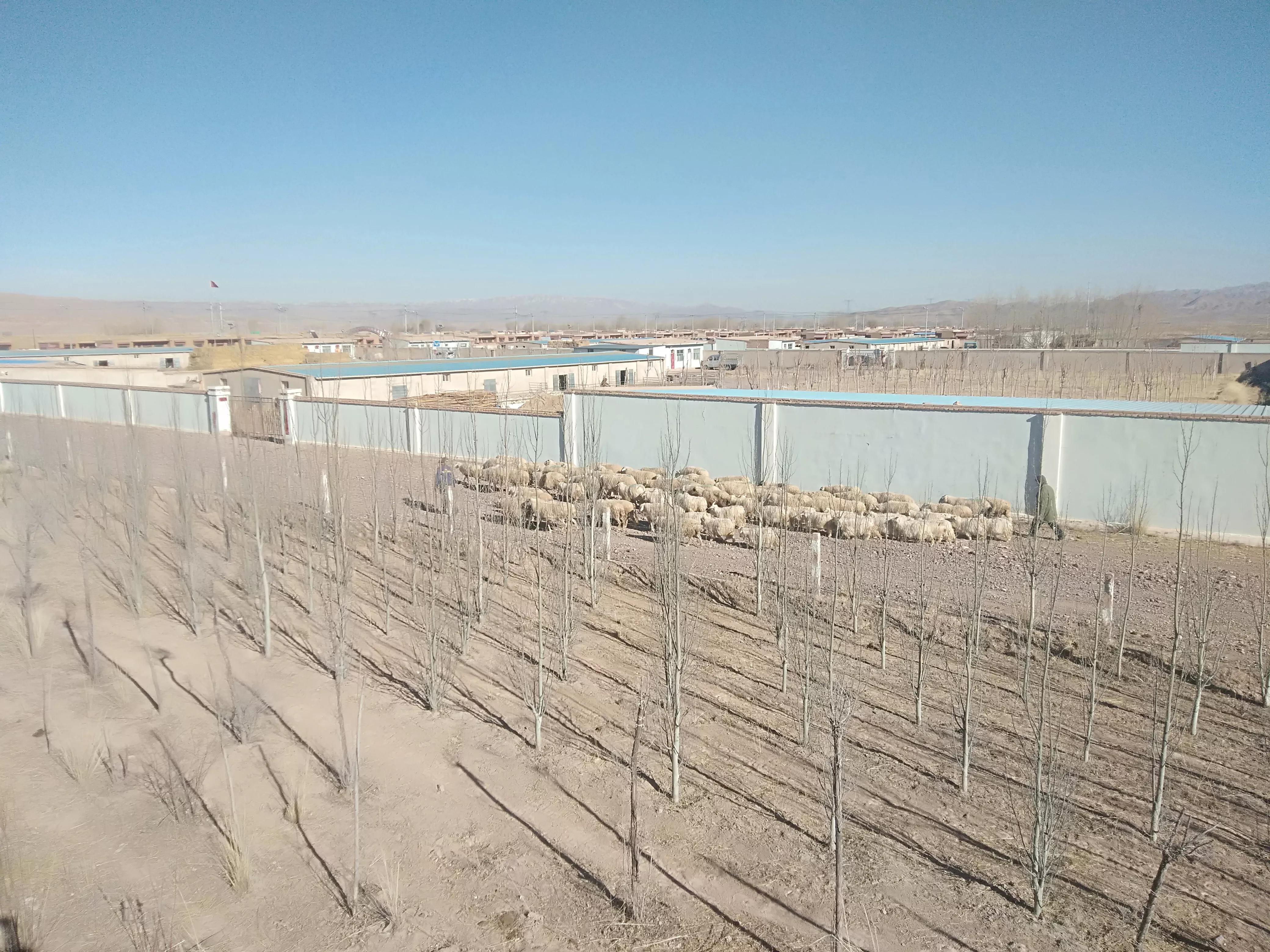 养30只母羊3年能发展到多少只,50只基础母羊一年能卖多少钱