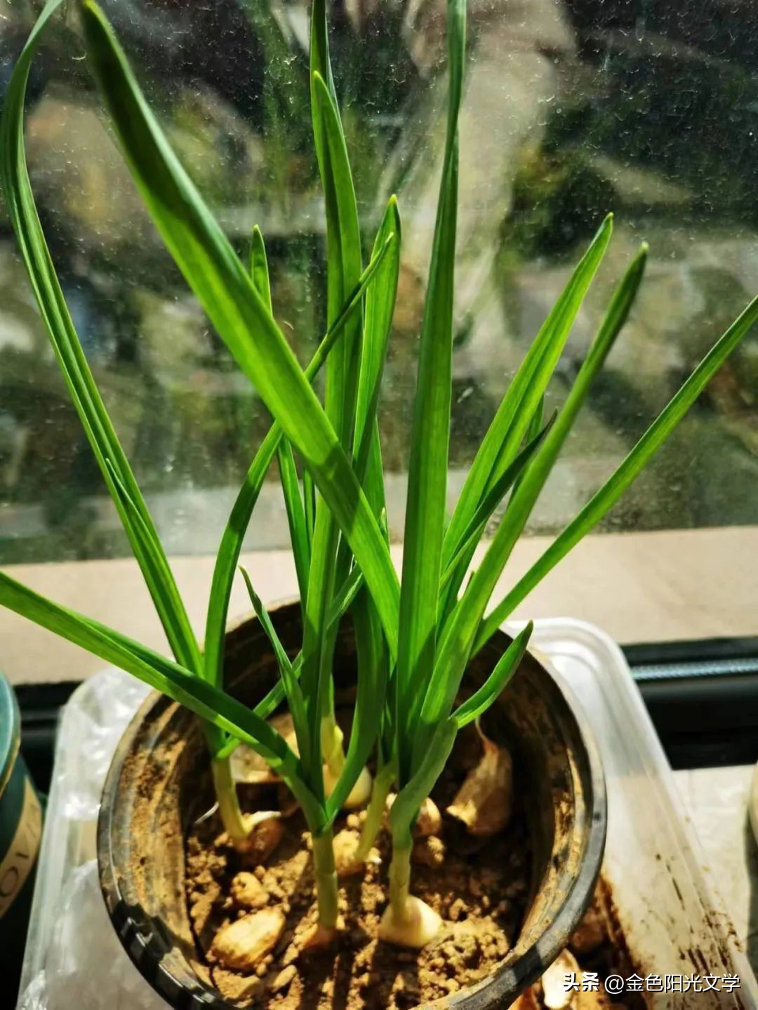 小小动物园日记100字,二年级动物园观察日记