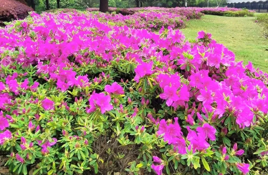 上海地铁直达的公园,上海最美公园地铁站