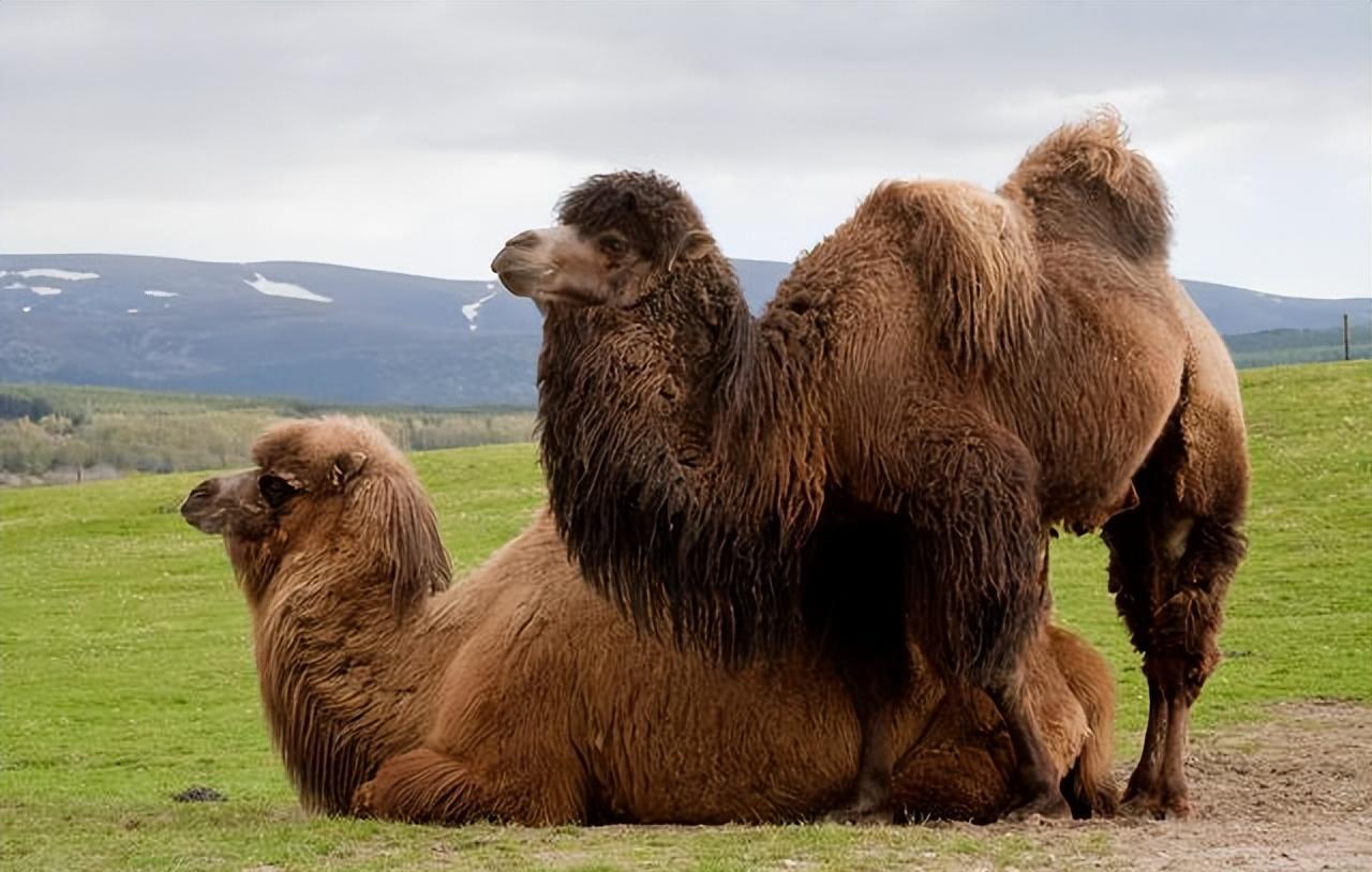 骆驼免疫球蛋白,骆驼的免疫方法