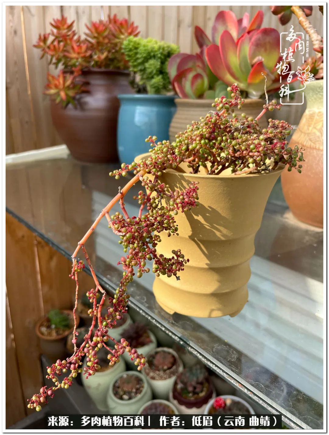 养了七年多肉,养了八年的肉肉终于开花了