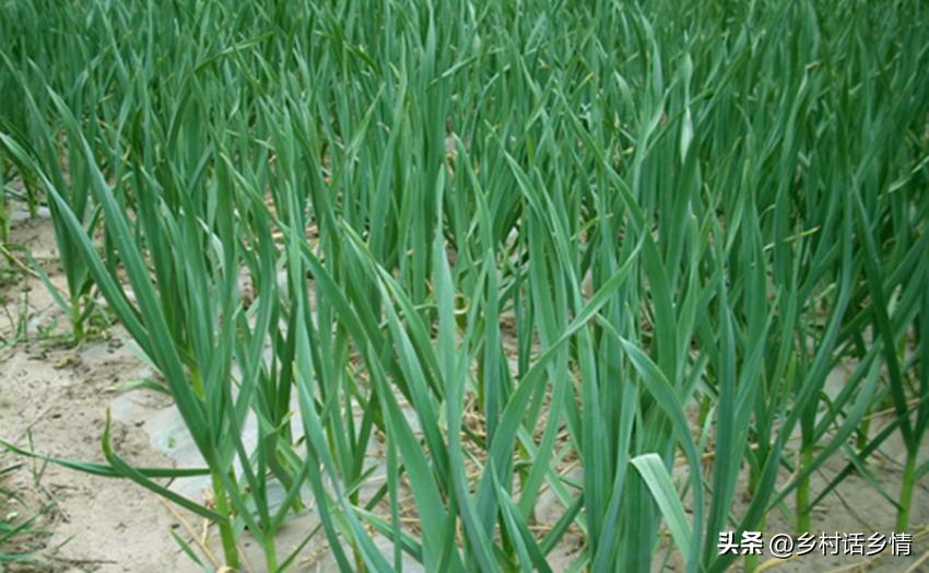 种大蒜前菜土要施肥吗,种大蒜大葱用什么肥料