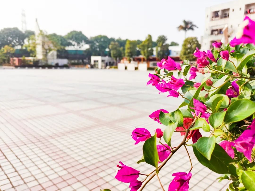 石碣四海学校和碣识学校哪个好,东莞石碣四海学校2018级