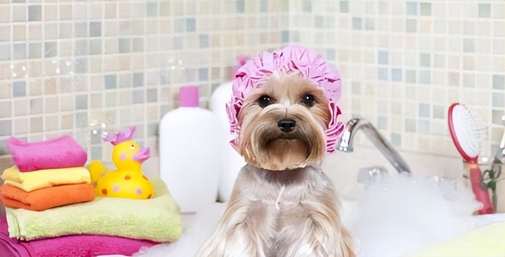 和人类共同进化的虱子，30多年前很常见，现在怎么看不到了？