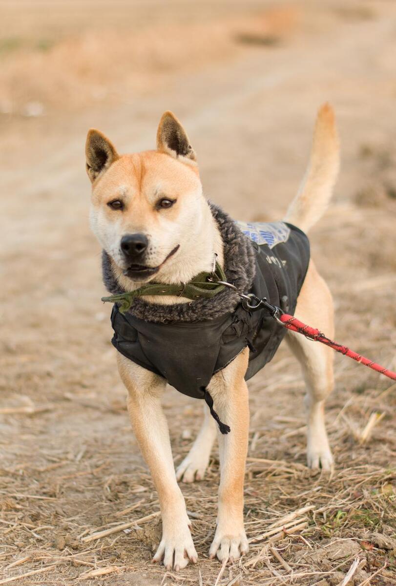 本地土狗哪些品种比较过大众一点,中国土狗都有哪些