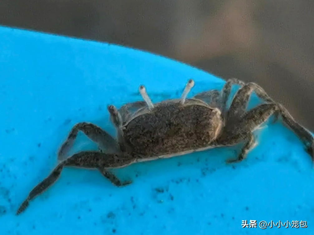 如何带娃赶海,带小朋友赶海攻略