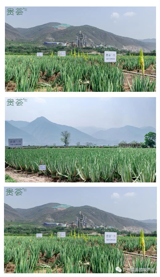 贵荟·国妆芦荟中国人自己的芦荟品牌