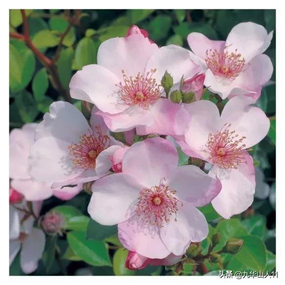 常见丰花月季品种一览,阳台盆栽丰花月季什么品种最好