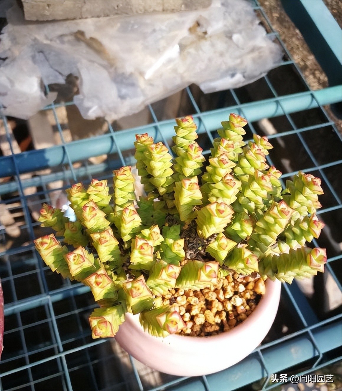 买多肉发物流划算吗,多肉植物冷链快递