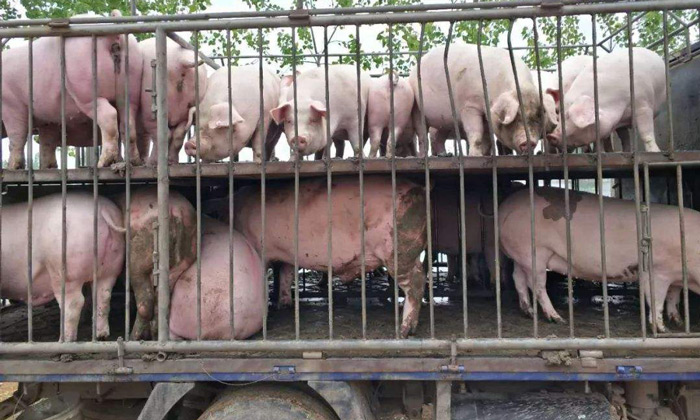 猪价低迷且跌多涨少？试试全自动酿酒设备做酒+养猪新模式