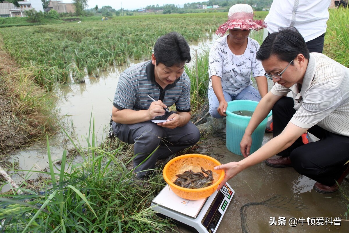 冬季用泥鳅当鱼饵钓鱼好钓吗,用泥鳅钓鱼需要打什么饵料