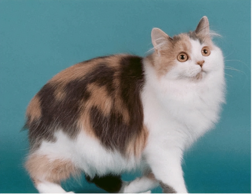 国外猫和国内猫品种,中国国猫是哪一个品种的猫