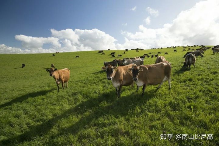 适合下奶的奶粉推荐,牛奶奶粉该怎么选