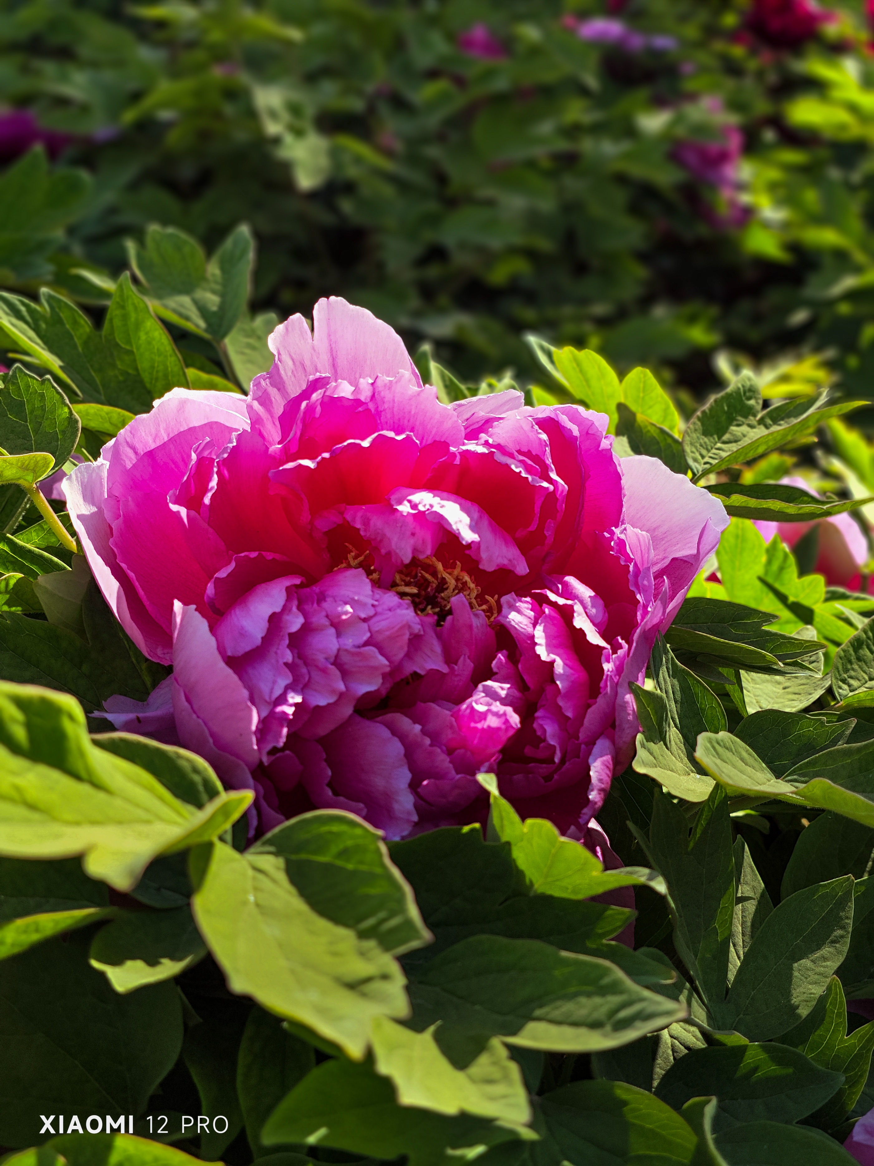天津二宫的视频,天津二宫春色满园