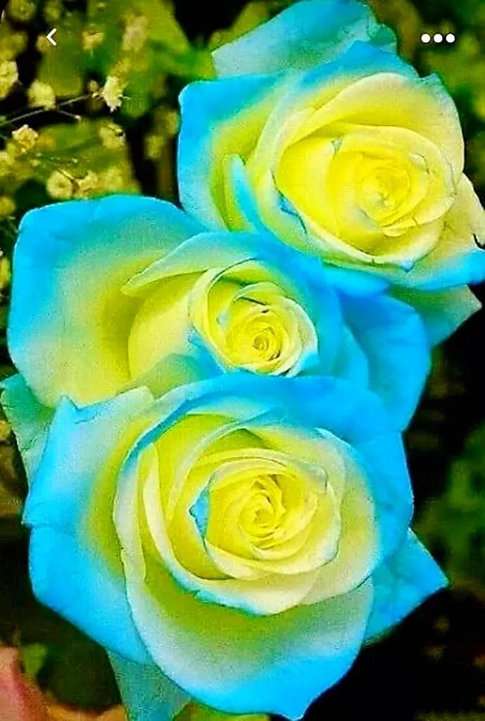 玫瑰是爱情的使者,玫瑰是每个女人的最爱