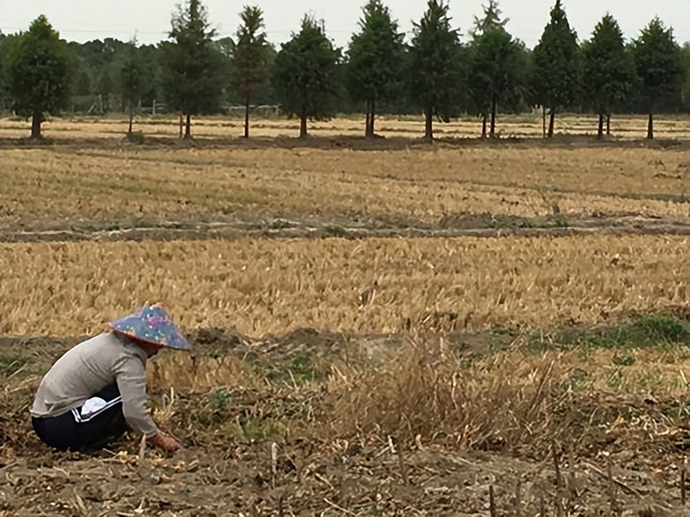 山东发现宝石村：漫山遍野不起眼的碎石头，实际是价值连城蓝宝石