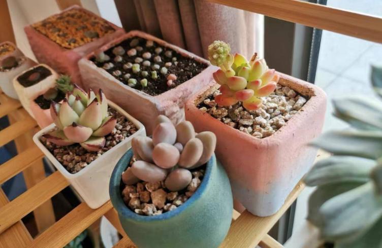 多肉干瘪了是为什么,多肉叶片发皱萎缩干瘪什么原因