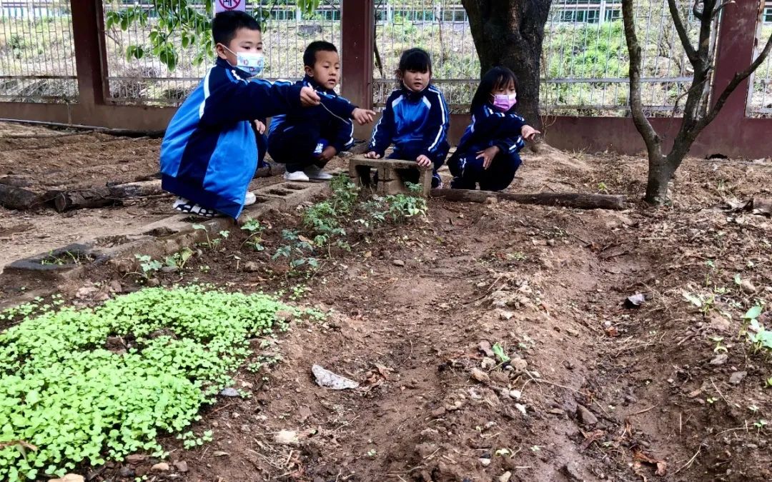 绿美太邑蔬香校园