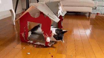 养猫一时爽撸猫火葬场,买猫一时爽养猫火葬场