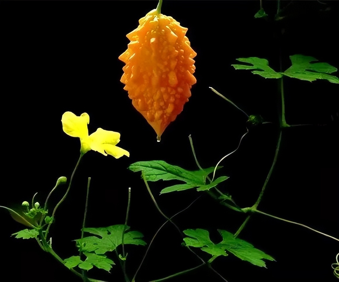 上火天天嘴里苦咋回事,嘴里发苦是上火吗