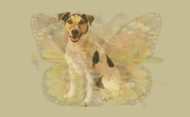 “一张图片”第一眼看出什么动物，就反映出你是什么人，非常准