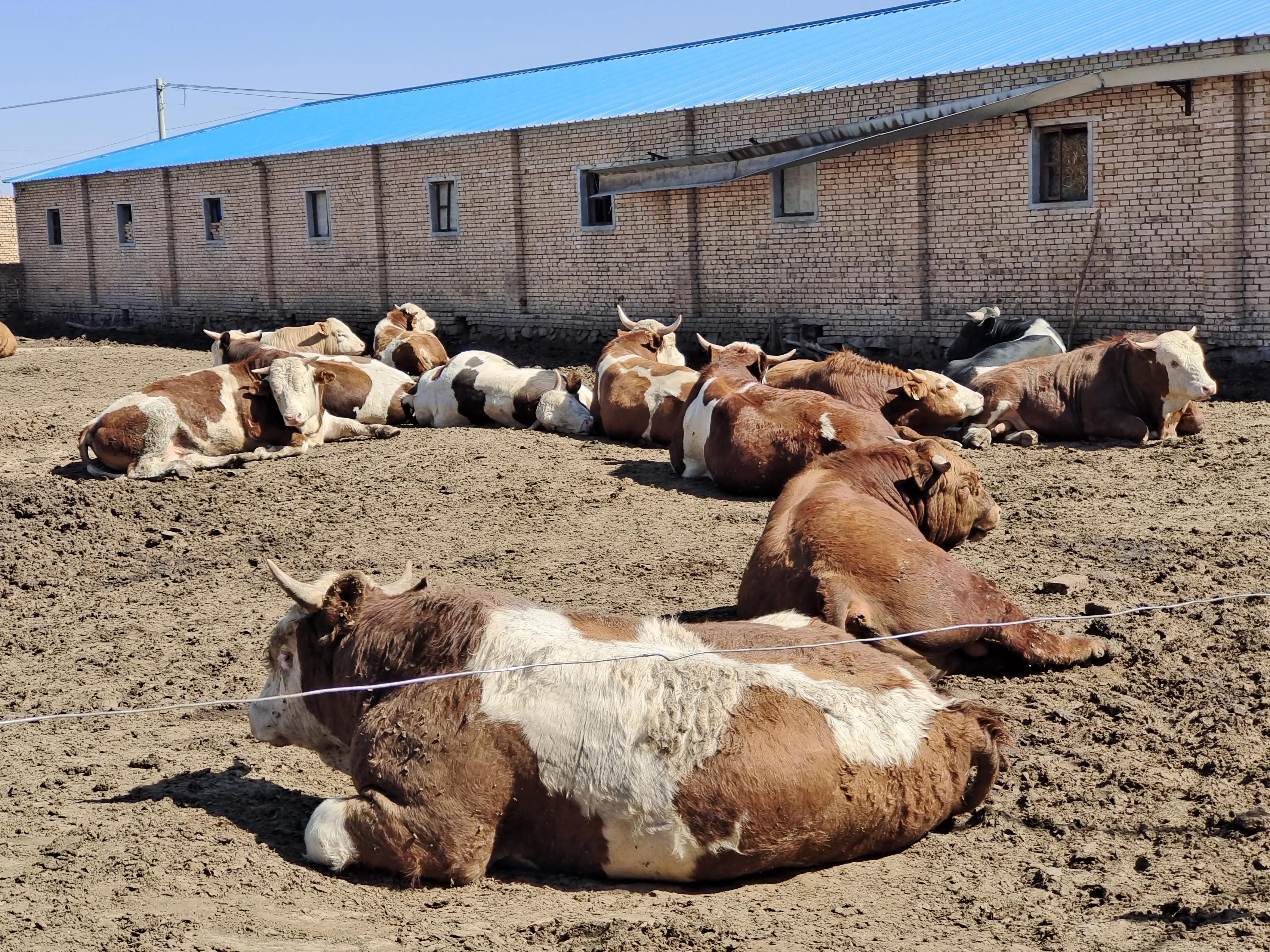 牛冬季容易出现什么病症,牛冬季高发病