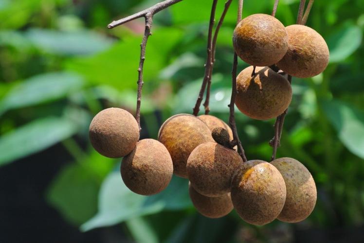 吃桂圆有什么好处和禁忌,常吃桂圆肉好处和坏处