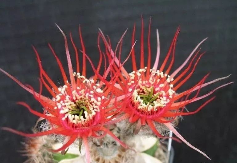 200种·仙人球开花图鉴，大开眼界，美到爆