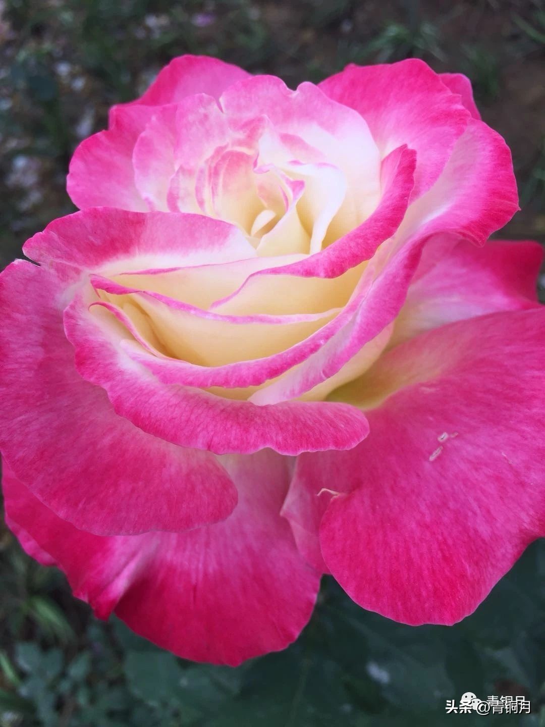 诗词第4册第1课：郁东《我为祖国编一本词典》10万+课程老师讲义