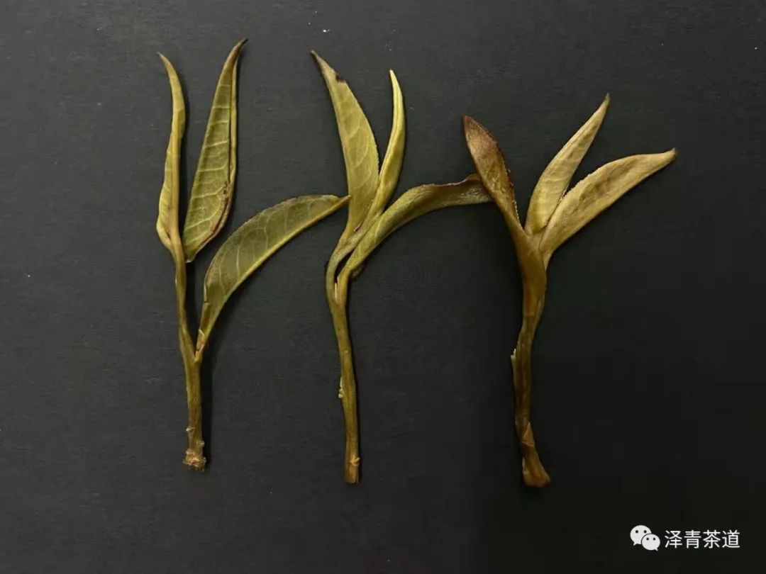 保塘古树茶好喝吗,芒景古树茶好喝吗