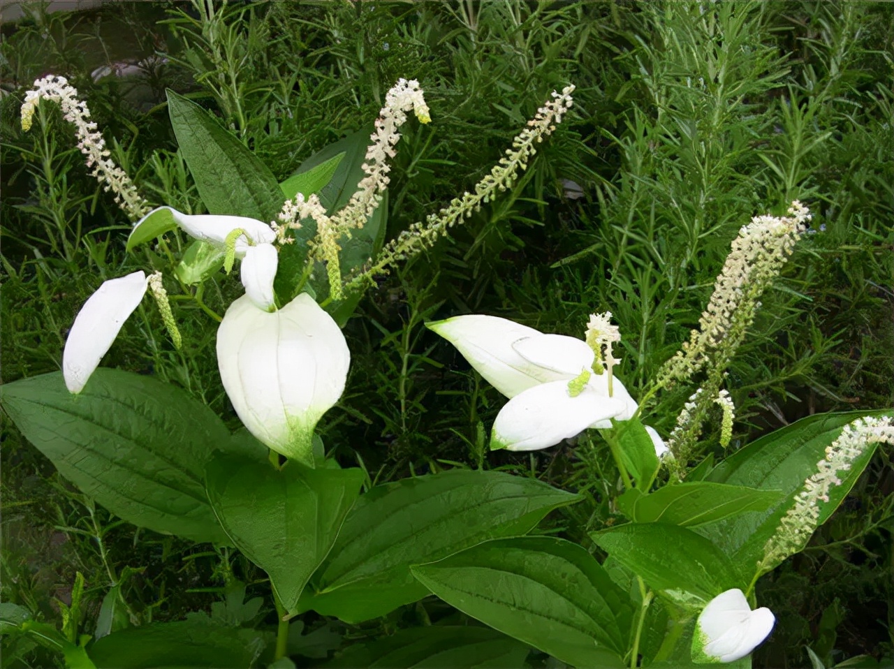 公园路边植物图片,路边的小植物有哪些