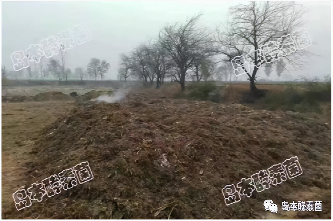 绿色酵素农业,农业酵素菌种植技术