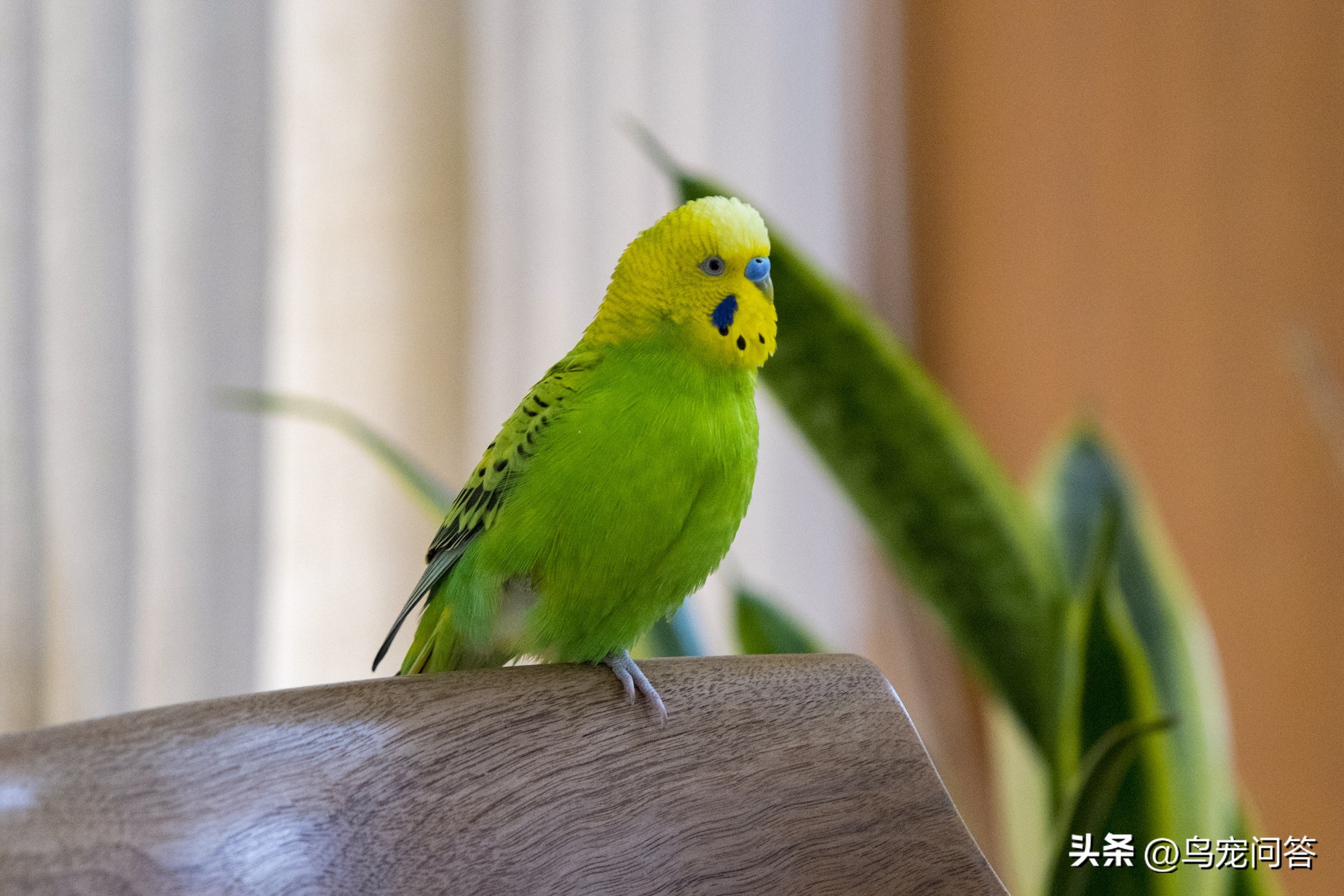 虎皮鹦鹉卫生问题,虎皮鹦鹉常见10个品种图鉴带大图