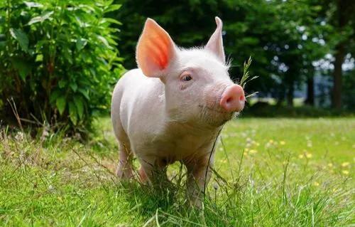 聊斋谶言故事,聊斋斩魄刀