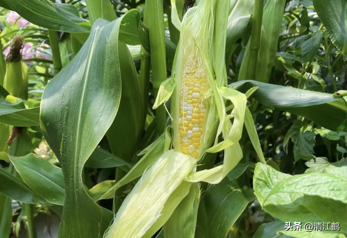 适合西北种植的玉米品种有哪些,适合南方种植的玉米品种排名