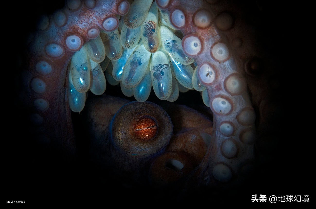 35张悲惨动物照：悲惨小象被捕兽夹弄断鼻子，章鱼被塞进西瓜做菜