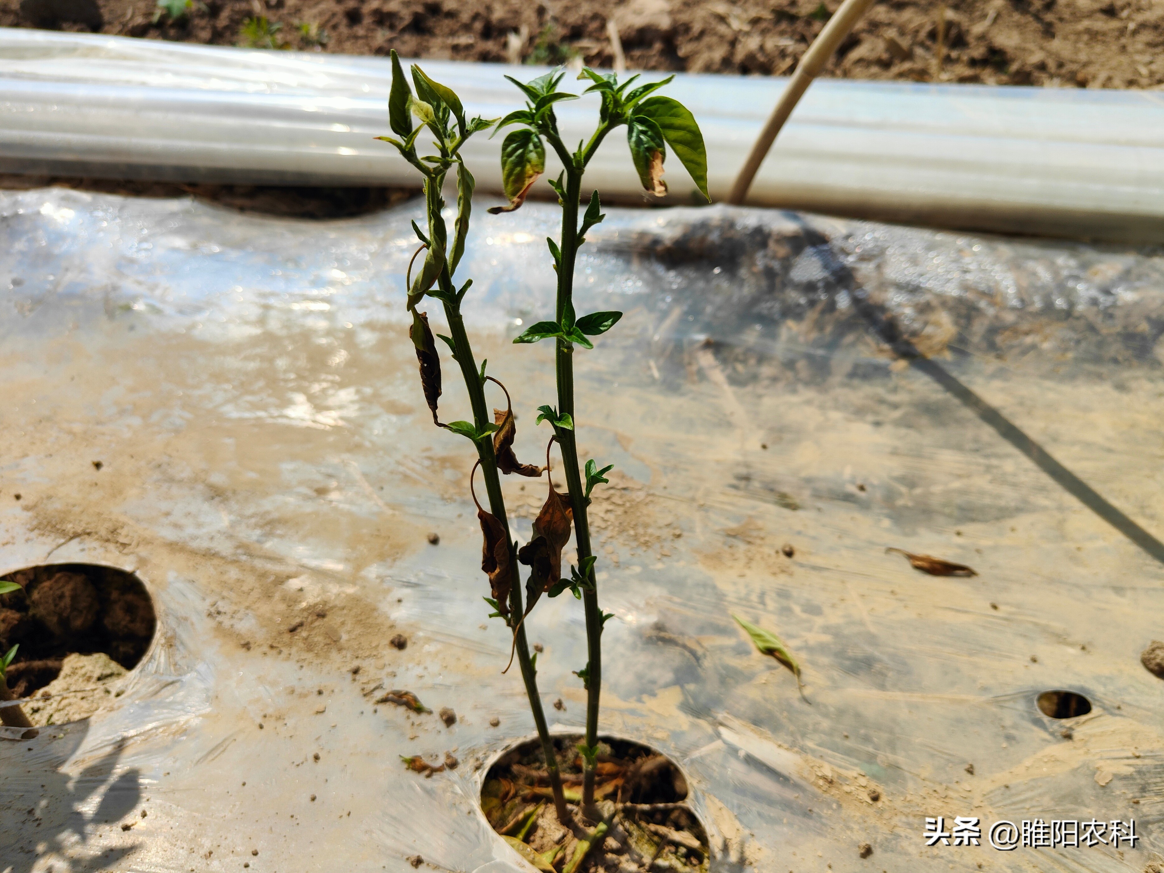 死苗烂根特效配方,蔬菜烂根用什么药治好